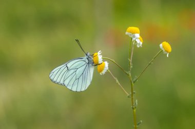 Black-veined White,Aporia crataegi, turksh name al kelebei clipart