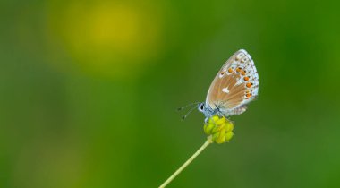 a wonderful butterfly with an overhead blue wing color, Polyommatus bellargus clipart