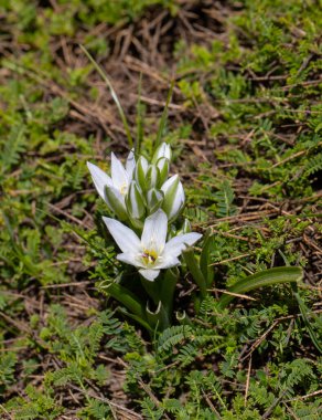 Beytüllahim 'in cüce yıldızı (Ornithogalum oligophyllum) bahar aylarında açık yıldız demeti taşıyan çiçek sapıyla