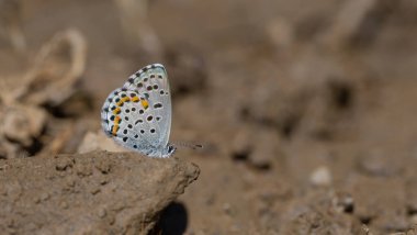 Küçük mavi kelebek yerden mineraller topluyor, Bavius Blue, Rubrapterus bavius
