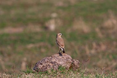 little bird watching around on the stone, Northern Wheatear, Oenanthe oenanthe