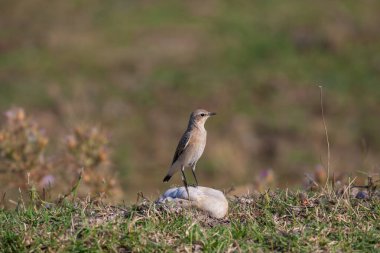 little bird watching around on the stone, Northern Wheatear, Oenanthe oenanthe clipart