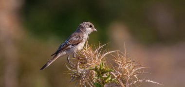 bird looking around  in woodland, Red-backed Shrike, Lanius collurio