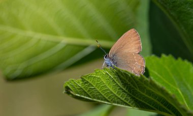 Kahverengi küçük kelebek yeşil yaprak üzerinde, Zap Hairstreak, Satyrium zabni