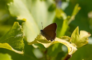 Kahverengi küçük kelebek yeşil yaprak üzerinde, Zap Hairstreak, Satyrium zabni