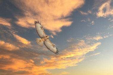 a hawk looking for bait in the air, Common Buzzard, Buteo buteo