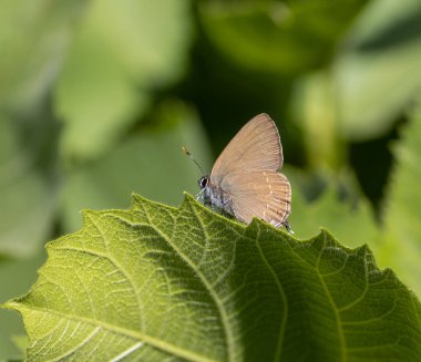 Kahverengi küçük kelebek yeşil yaprak üzerinde, Zap Hairstreak, Satyrium zabni