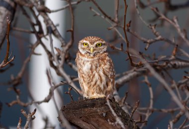 Baykuş doğal ortamında, Küçük Baykuş, Athene noctua