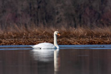 large waterfowl in its natural habitat, Mute Swan, Cygnus olor