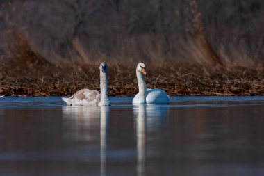 large waterfowl in its natural habitat, Mute Swan, Cygnus olor