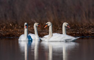 large waterfowl in its natural habitat, Mute Swan, Cygnus olor