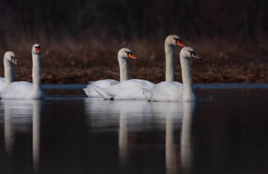 large waterfowl in its natural habitat, Mute Swan, Cygnus olor