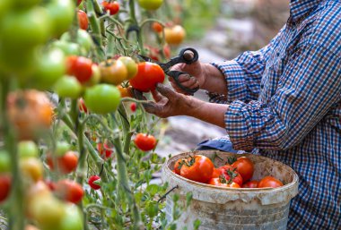 Serada olgun kırmızı domatesleri toplama süreci