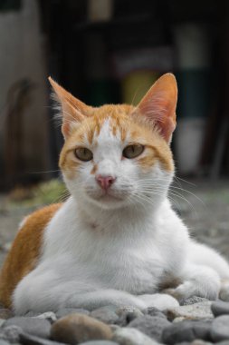 An orange and white cat spots something behind the camera