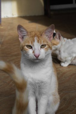 Portrait of an orange and white cat