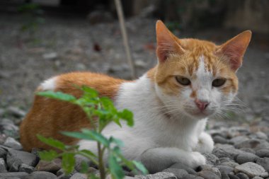 Portrait of an adorable orange and white cat behind a small plant