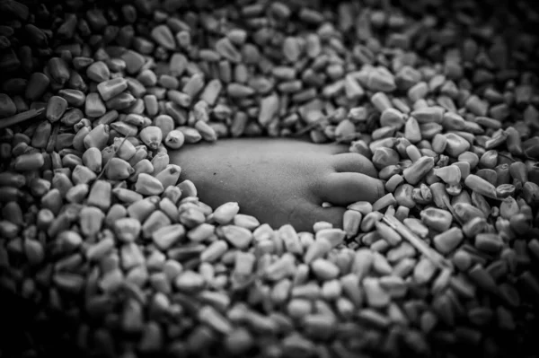 小さな子供たちが埋葬され 穀物貯蔵ビンのトウモロコシの最上層に閉じ込められました 高品質の写真 — ストック写真