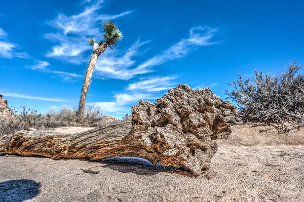 Joshua Tree Nationalpark Ein Beliebtes Ausflugsziel Kalifornien — Stockfoto