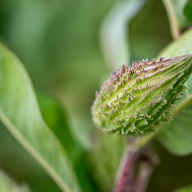 Selective focus on an unopened milkweed follicle seed pod in the fall. . High quality photo