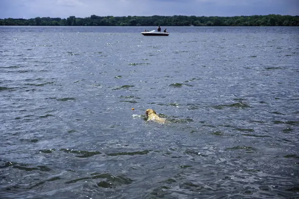 Собака Плавает Открытом Озере Жевательной Игрушкой Высокое Качество Фото — стоковое фото