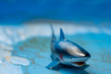 Büyük beyaz köpekbalığını havuzda hayal etmek.