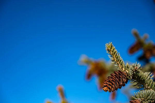 Přírodní Věčně Zelený Strom Borovým Kuželem Lusky Seskupení — Stock fotografie