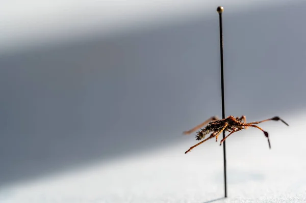 Macro Appuntato Una Ninfa Insetto Squash Una Collezione Entomologia Degli — Foto Stock