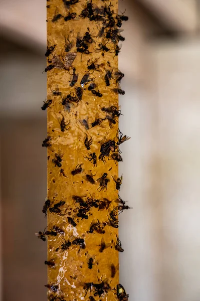Pruh Žlutého Lepkavého Mucholapkového Papíru Pokrytého Hmyzem Kvalitní Fotografie — Stock fotografie