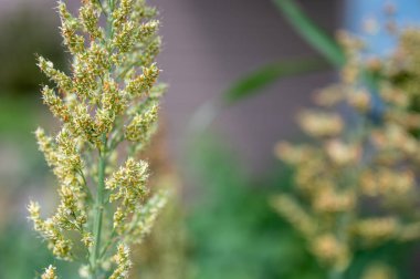 Selective focus on maturing seed head of sorghum bicolor. High quality photo