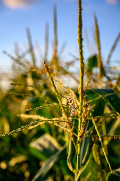 Row of sweet corn with pollen in a garden. High quality photo