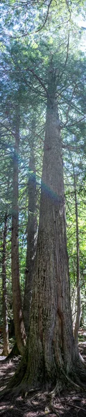 Vertical Panoramic Tree Trail Cedars Path Glacier National Park Montana — Stock Photo, Image