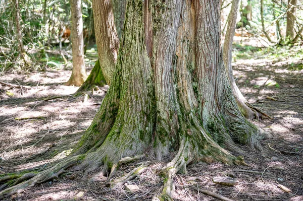 木の幹は モンタナ州のグレイシャー国立公園のシーダーズ パスのトレイルに沿って地面に入ります そうだ 高品質の写真 — ストック写真