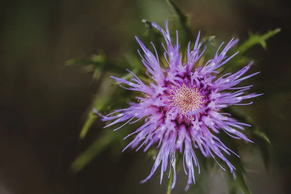 Macro Selective Focus Bloom Creeping Canadian Thistle High Quality Photo — Stock Photo, Image