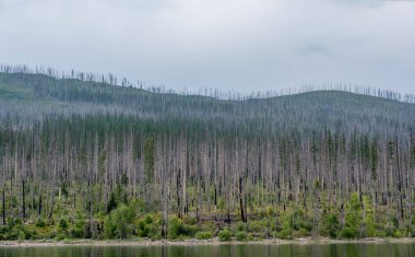 Regrowth of coniferous forest along Lake McDonald shore of Glacier National Park after a forest fire. . High quality photo