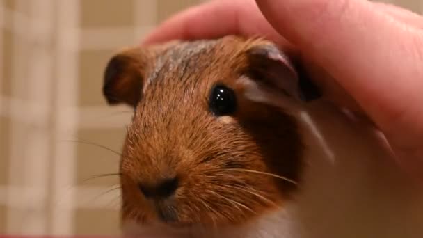 一只豚鼠在吃干草 而一只白种人的手开始爱抚 高质量的4K镜头 — 图库视频影像