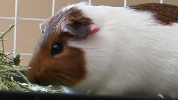 American Cavy Guinea Pig Eating Hay Defocused Cage Background High — Stock Video
