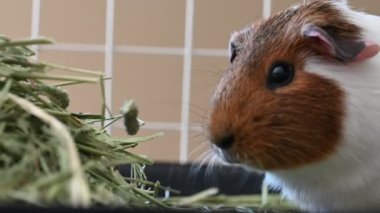 Amerikan mağara faresi arka planda çözünmüş kafes ile saman yiyor. Yüksek kalite 4k görüntü