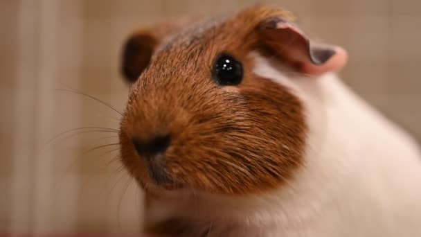 Guinea Pig Trying Stay Motionless Staring Camera High Quality Footage — Stock Video