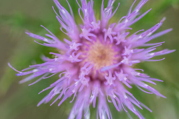Macro selective focus on the bloom of a creeping Canadian thistle. High quality photo