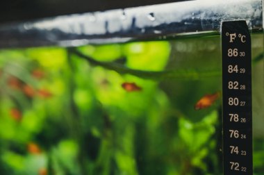 Selective focus on a fish tank thermometer mounted to glass edge with blurred fish in background. High quality photo