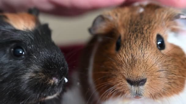 Guinea Pig Making Sounds While Staying One Place High Quality — Video