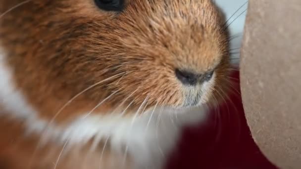 Guinea Pig Making Sounds While Staying One Place High Quality — Stockvideo