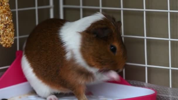 Guinea Pig Grooming Herself While Sitting Corner High Quality Footage — Stockvideo