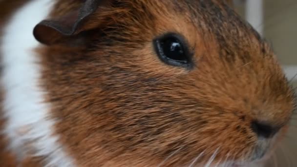 Guinea Pig Looking Watching Camera High Quality Footage — Stockvideo