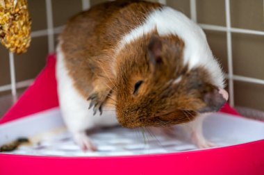 Guinea pig grooming herself by cleaning fur and whiskers. High quality photo
