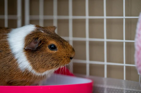 A potty trained guinea pig sitting litter pan in a corner. High quality photo