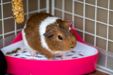A potty trained guinea pig sitting litter pan in a corner. High quality photo