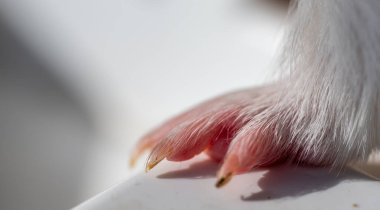 Selective focus on guinea pig nails on front paw. . High quality photo