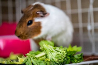 Guinea pig eating fresh vegetables and leafy greens. High quality photo clipart