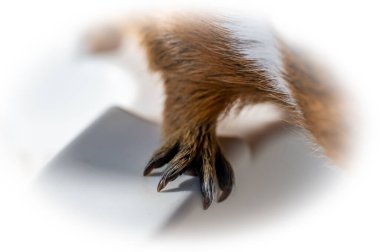 Selective focus on guinea pig nails on front paw. . High quality photo